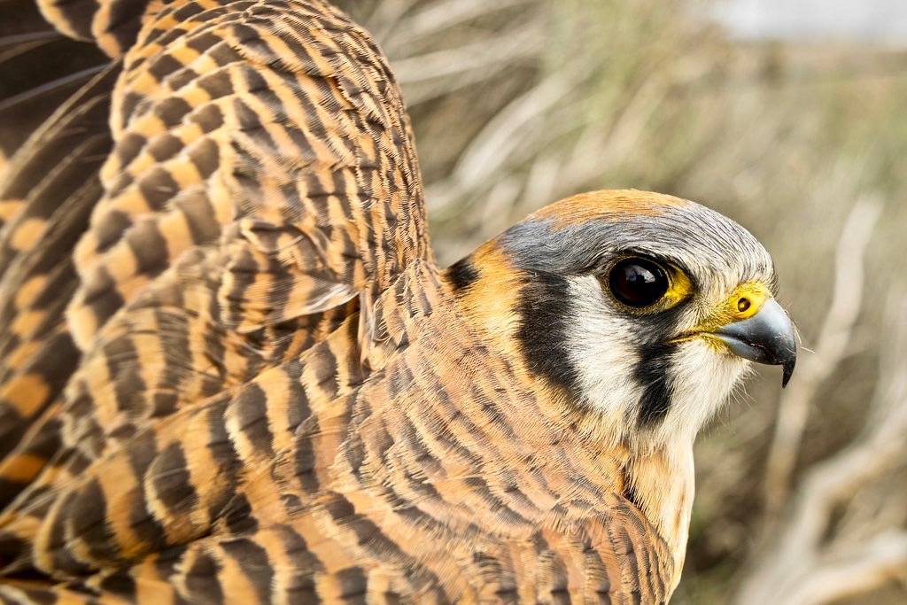 American Kestrel by Jon David Nelson is licensed under CC BY-NC-SA 2.0